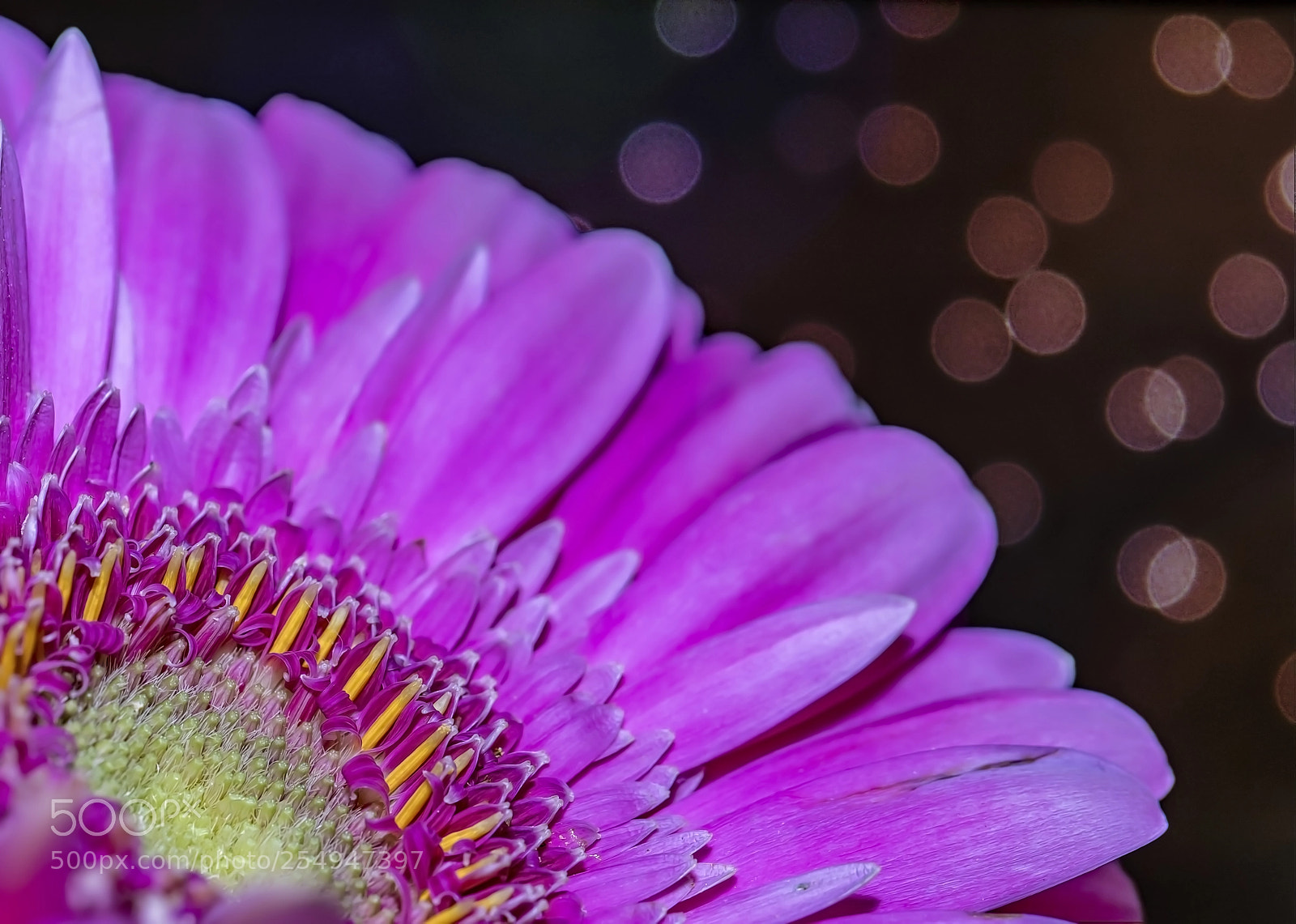Canon EOS 5D Mark IV sample photo. Pink passion photography