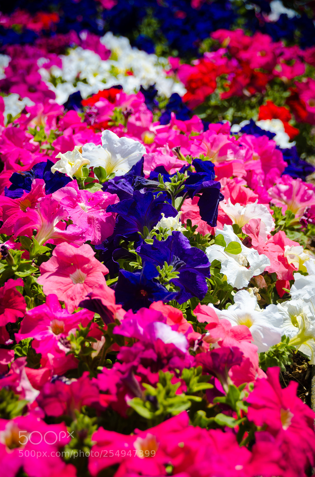 Nikon D7000 sample photo. Happy spring! photography