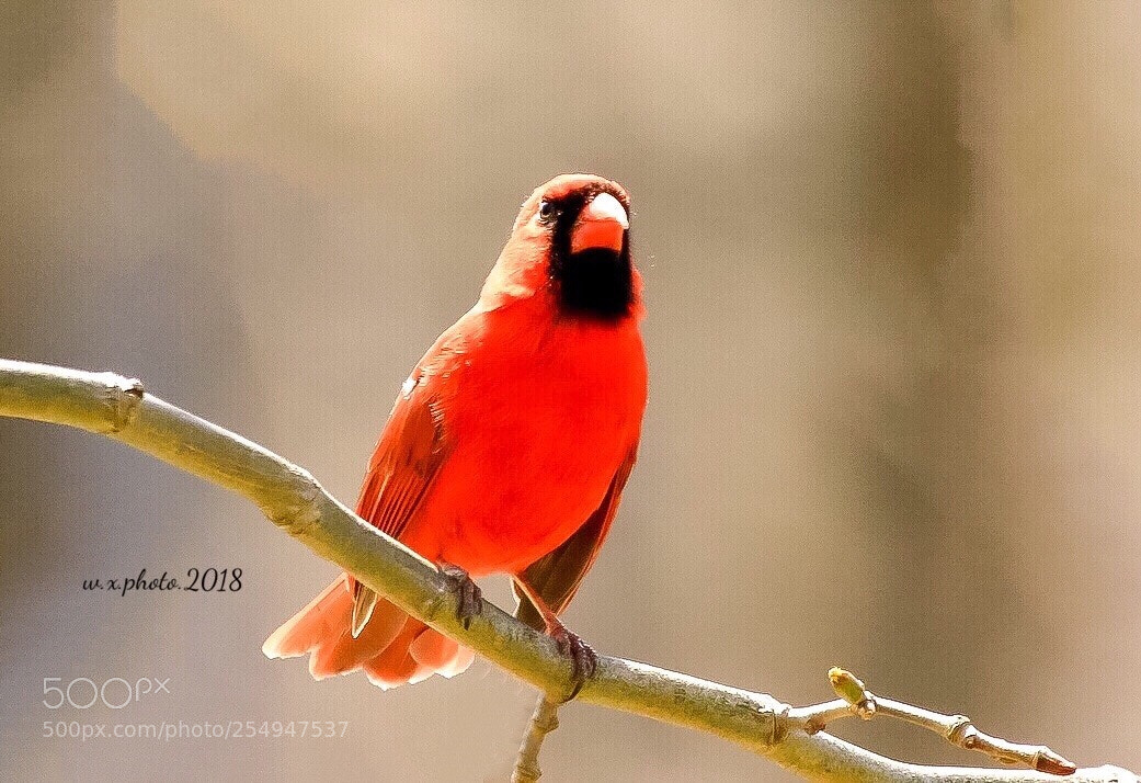 Canon EOS 7D Mark II sample photo. Northern cardinal photography