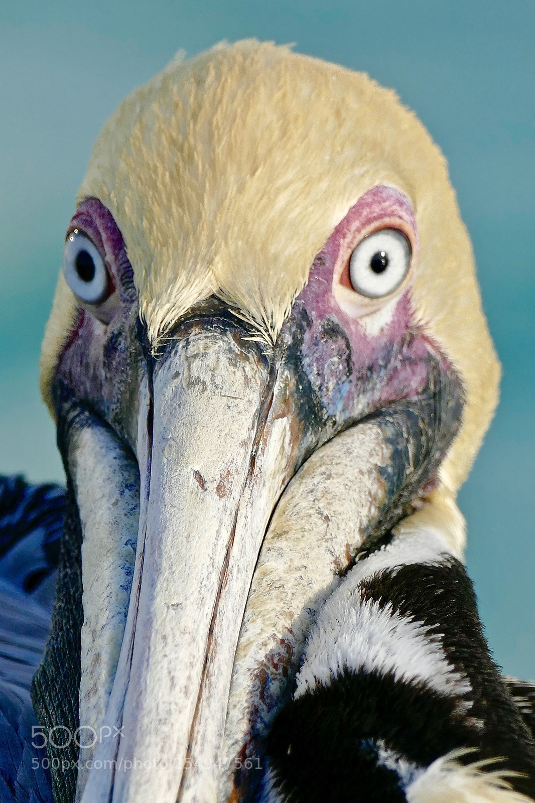 Panasonic Lumix DMC-FZ1000 sample photo. Pelican portrait  photography