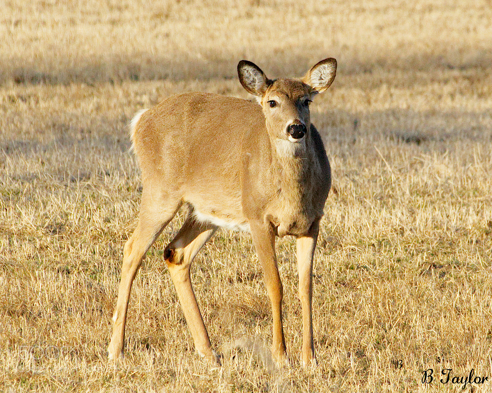 Sony SLT-A57 sample photo. Grazing deer photography