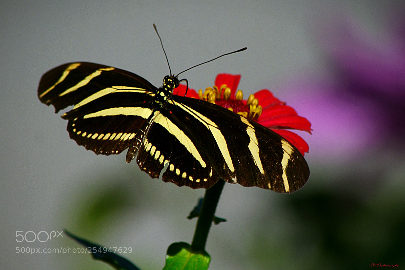 Nikon D7200 sample photo. Mariposa!! photography