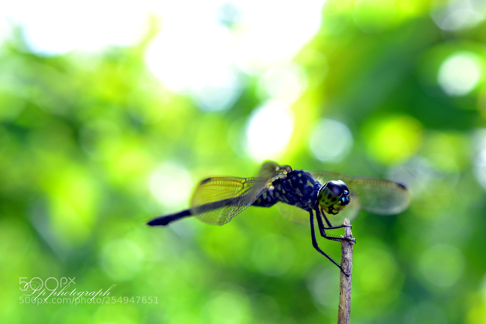 Nikon D3100 sample photo. Agrionoptera insignis behind the photography