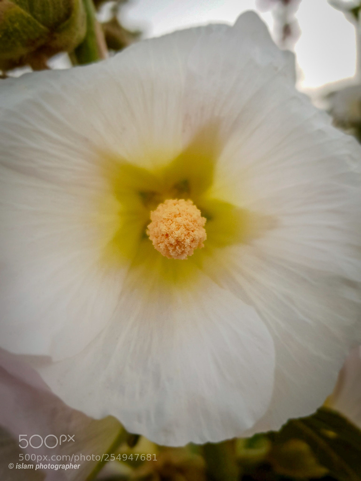 Samsung Galaxy S9+ sample photo. In the middle photography