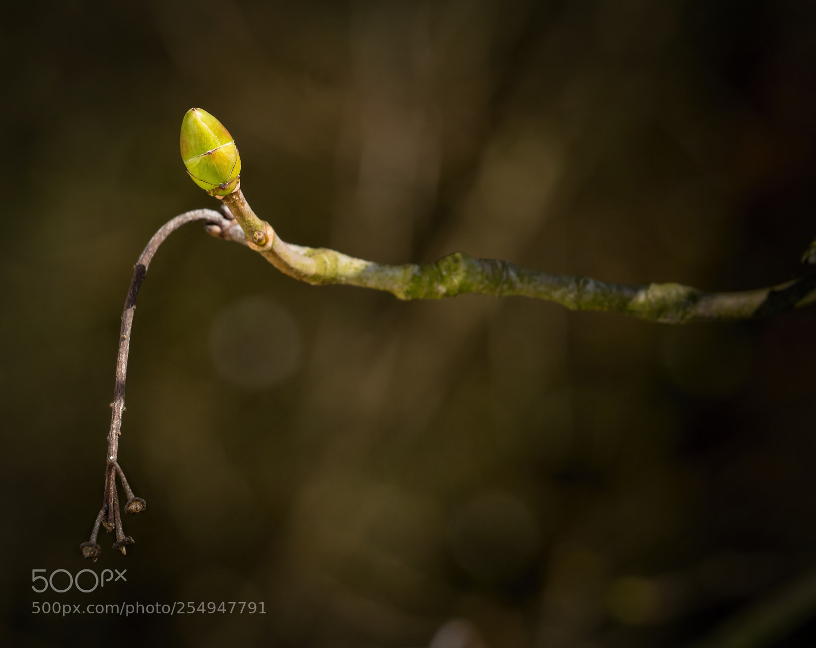 Olympus OM-D E-M10 II sample photo. Twig of maple with photography