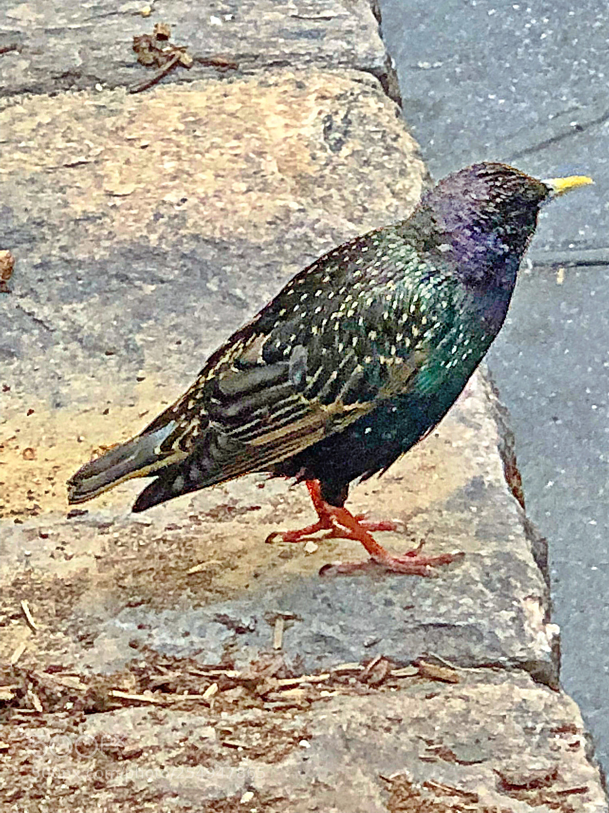 Apple iPhone X sample photo. Bird photography
