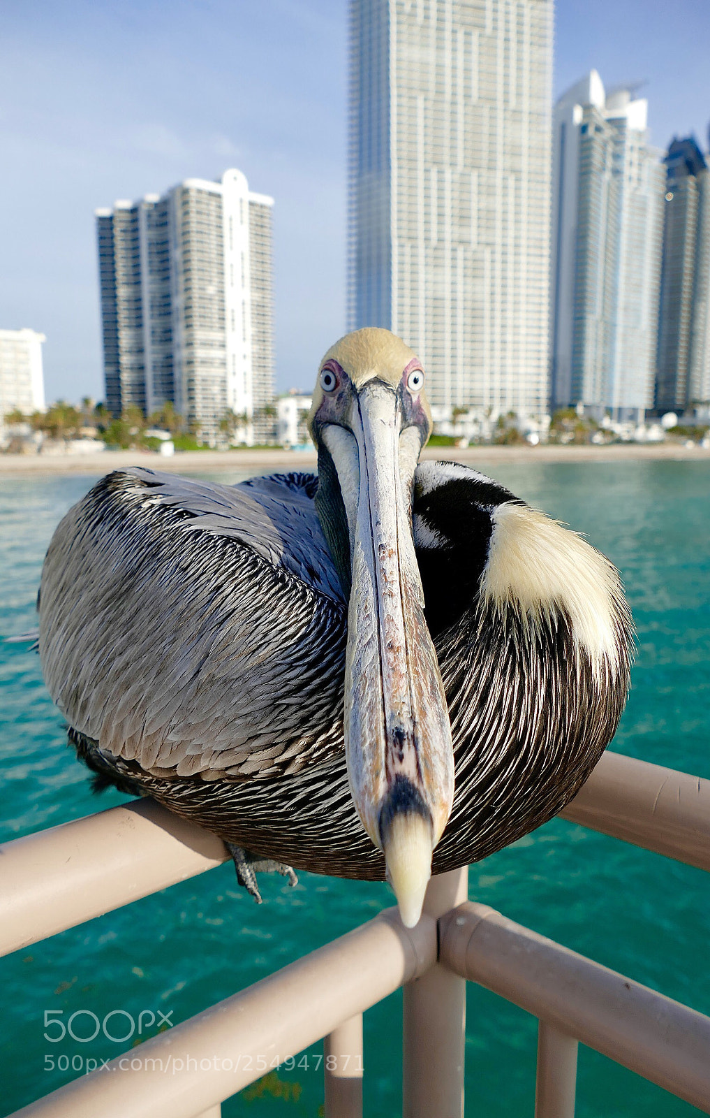 Panasonic Lumix DMC-FZ1000 sample photo. Pelican beak photography