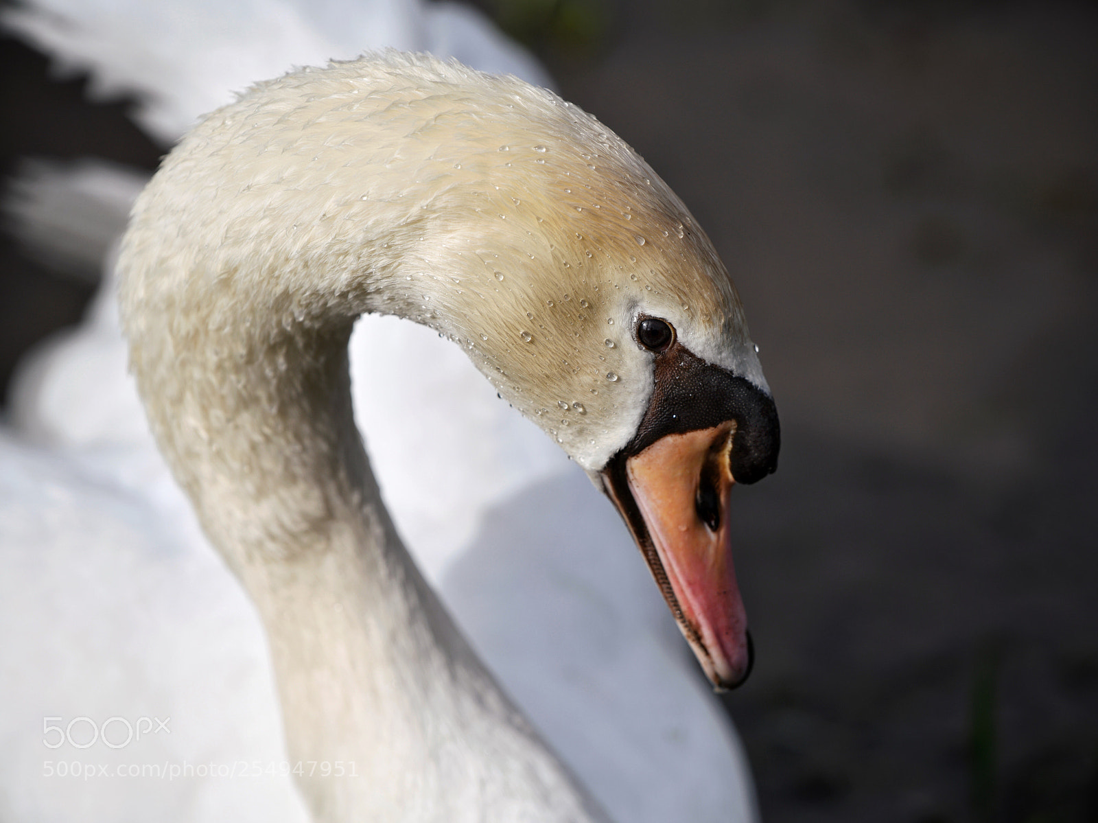 Nikon D850 sample photo. Cygne photography