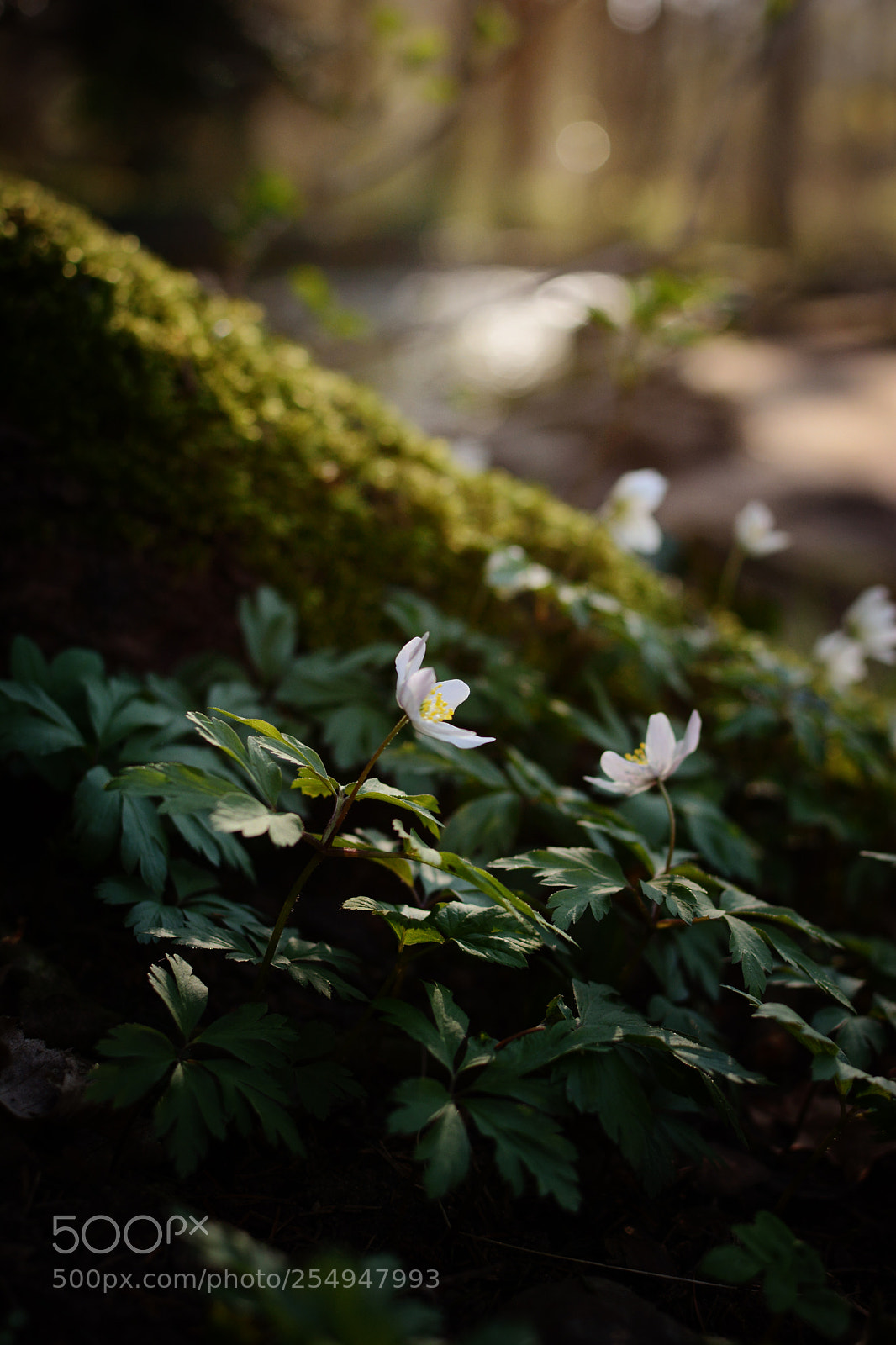 Nikon D7100 sample photo. Fairytale from the forest photography