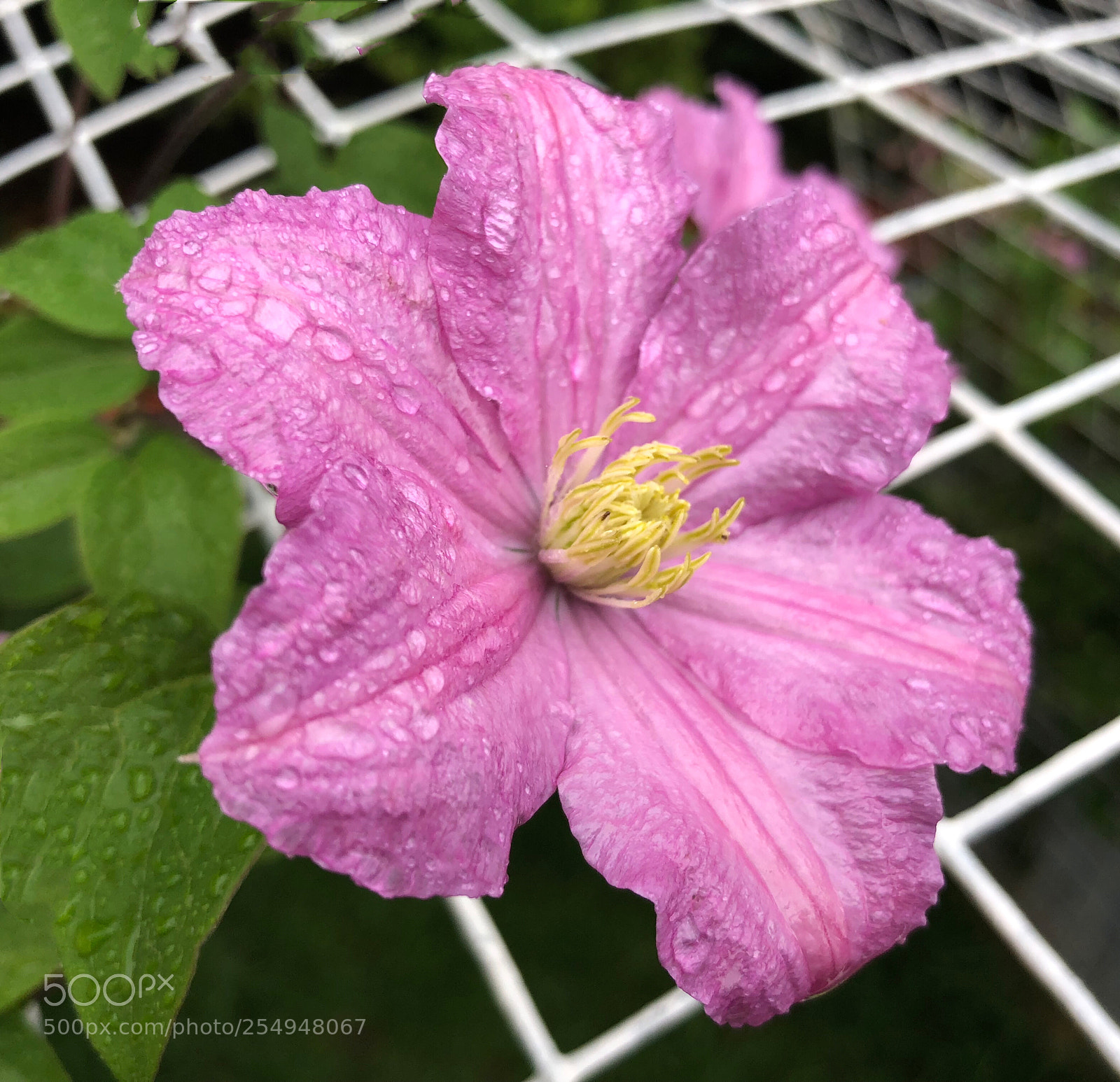 Apple iPhone X sample photo. Untitled photography