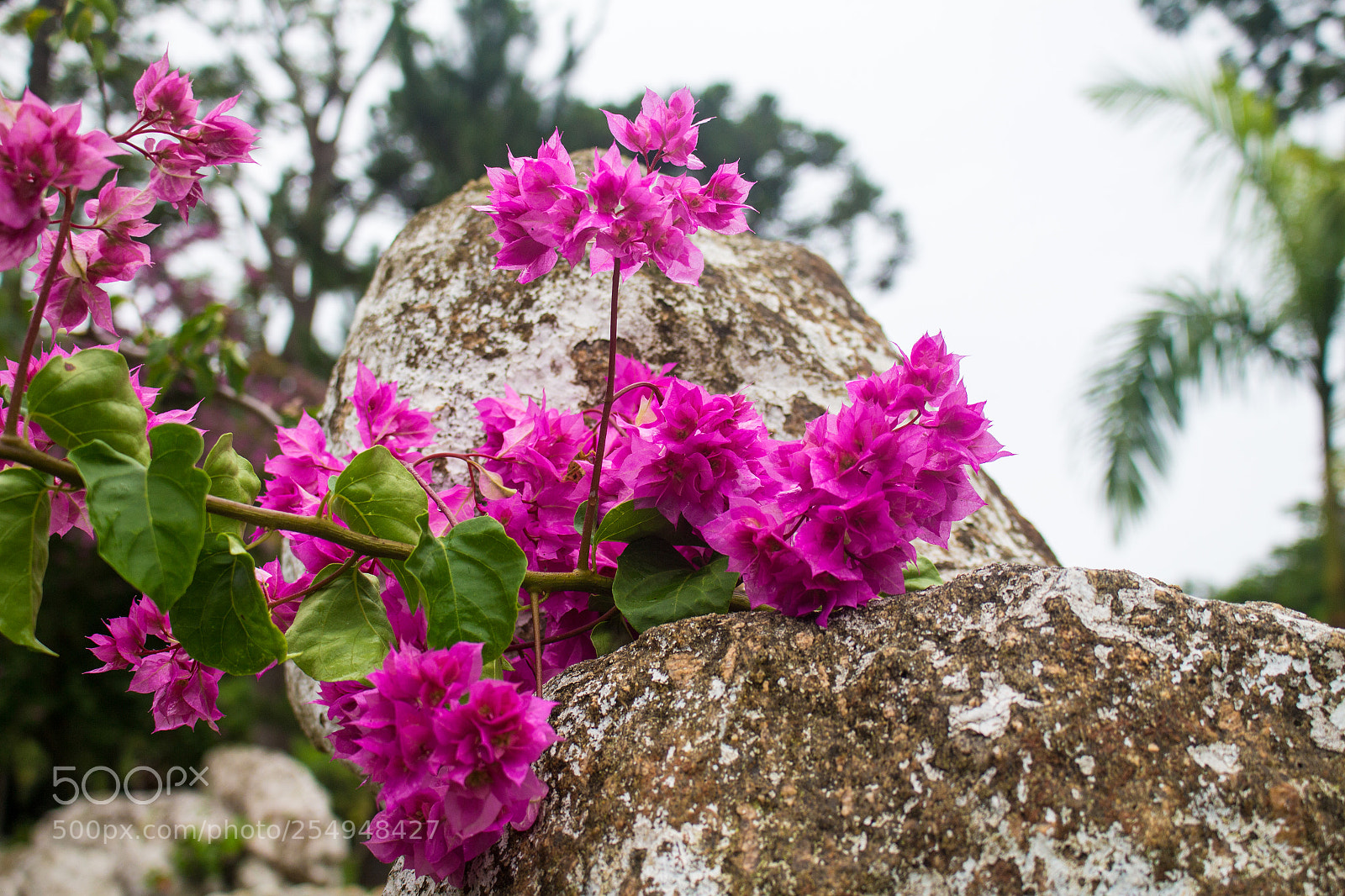 Canon EOS 700D (EOS Rebel T5i / EOS Kiss X7i) sample photo. Flor na pedra photography