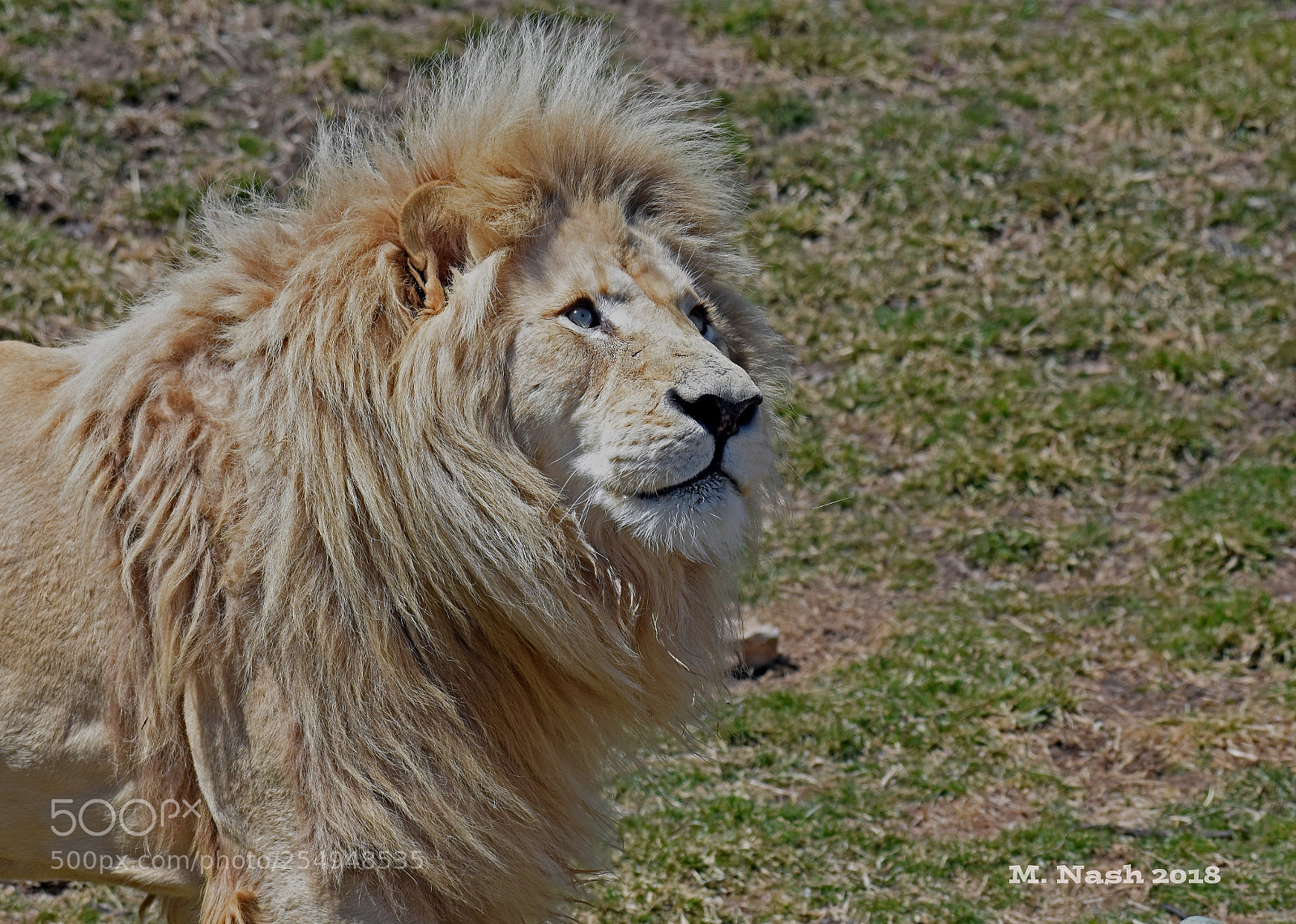 Nikon D7200 sample photo. White lion photography