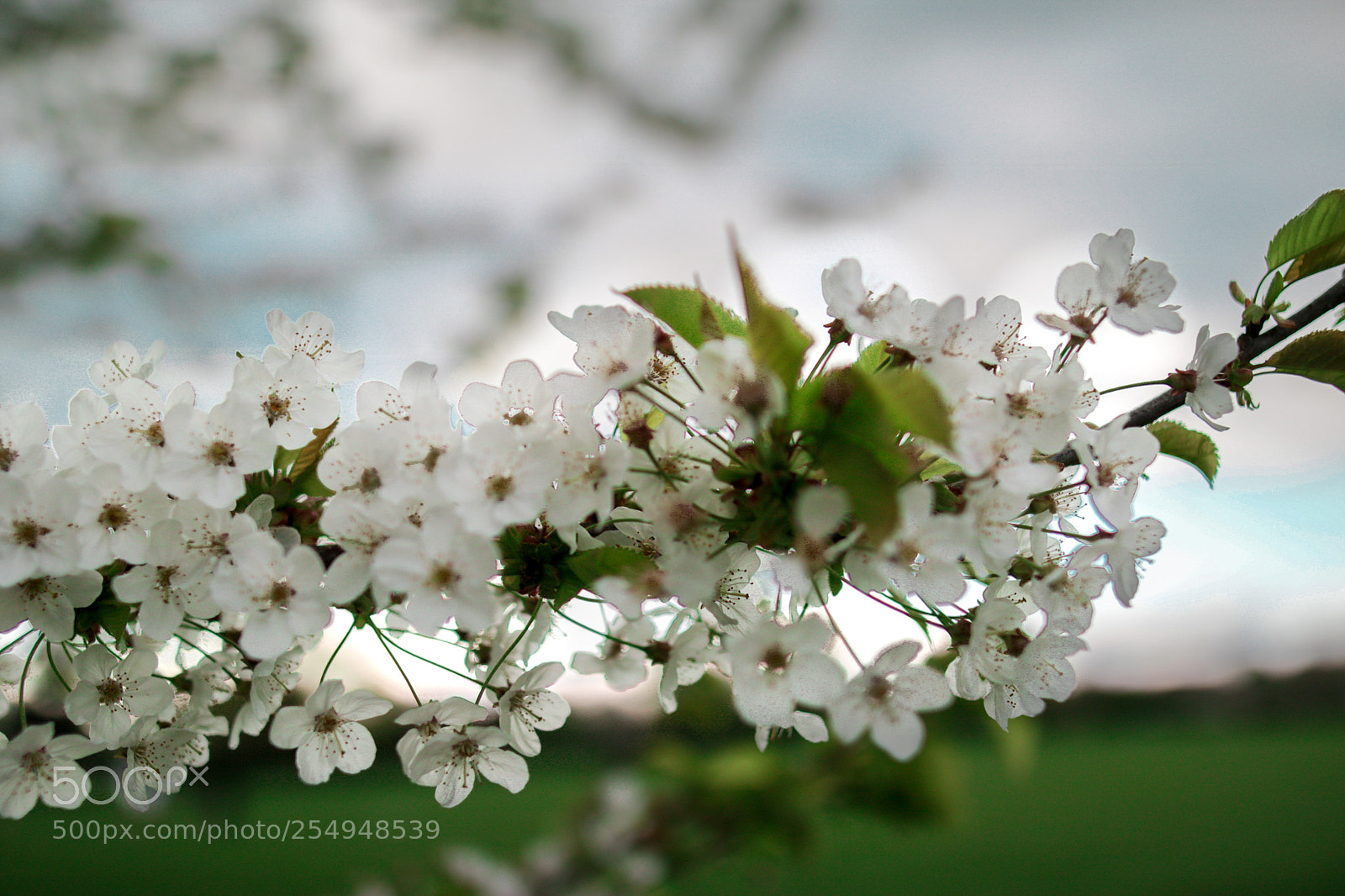 Canon EOS 750D (EOS Rebel T6i / EOS Kiss X8i) sample photo. Lmk imagery photography