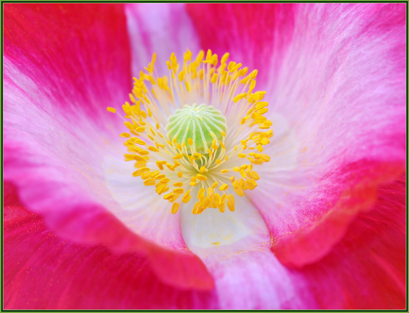 Sigma 105mm F2.8 EX DG OS HSM sample photo. Multi-color item photography