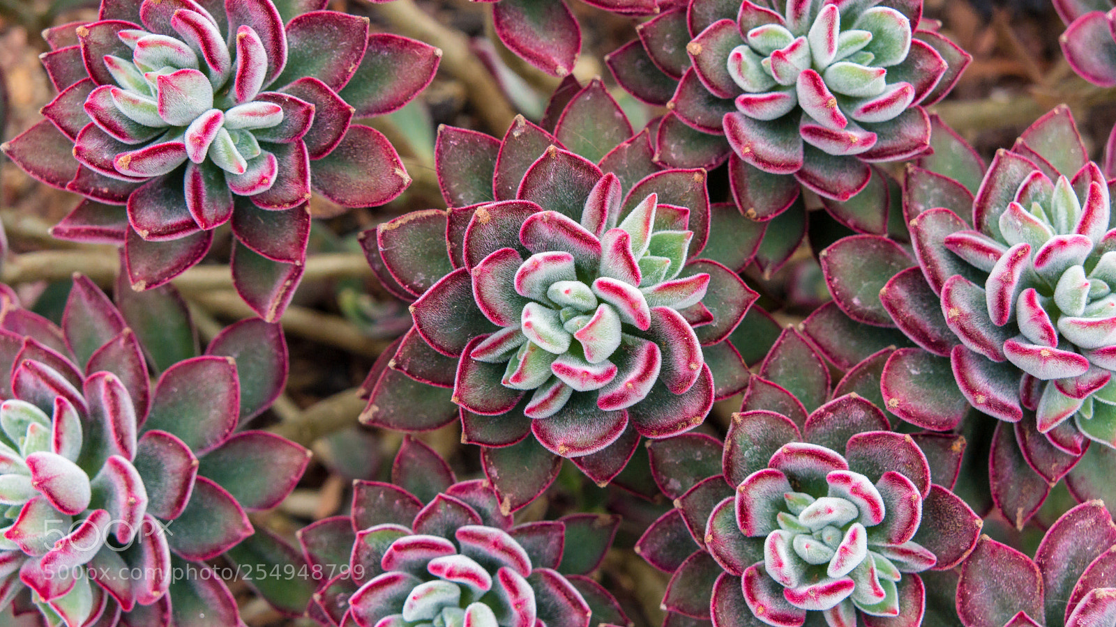 Sony Alpha NEX-7 sample photo. Untitled photography