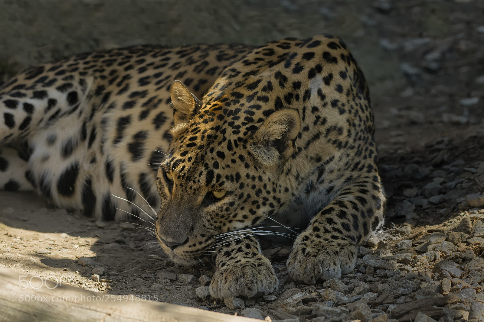 Nikon D7200 sample photo. Levhart perský photography