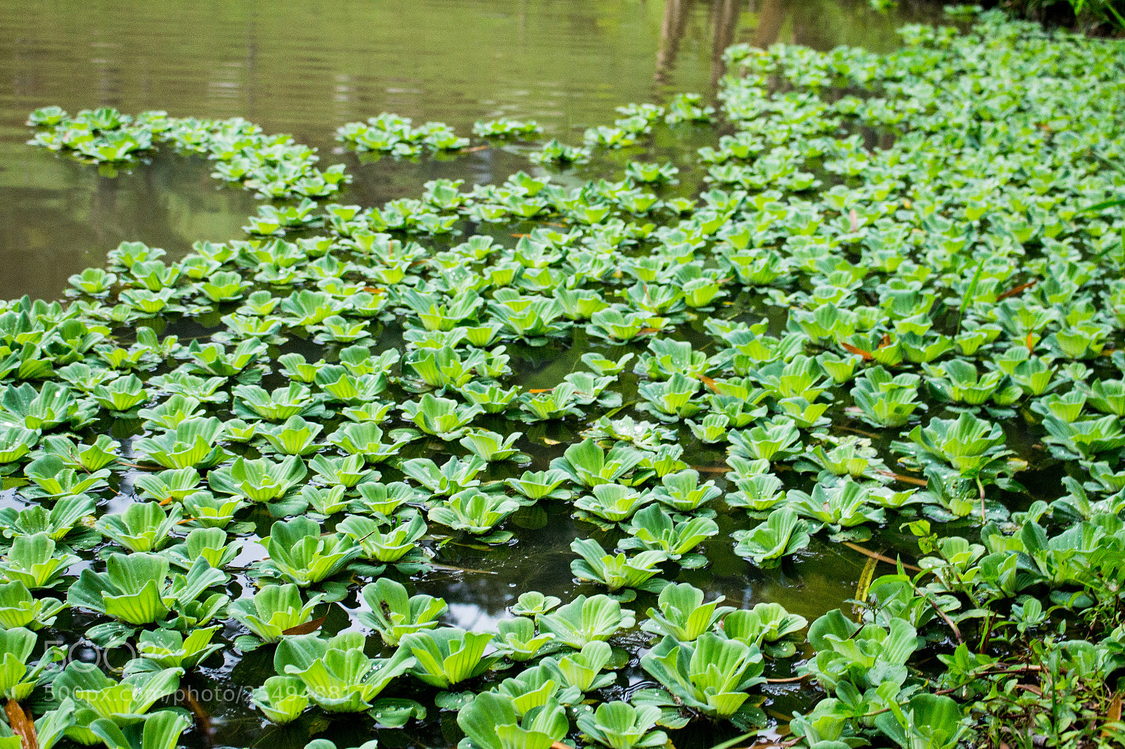 Canon EOS 700D (EOS Rebel T5i / EOS Kiss X7i) sample photo. Plantas photography