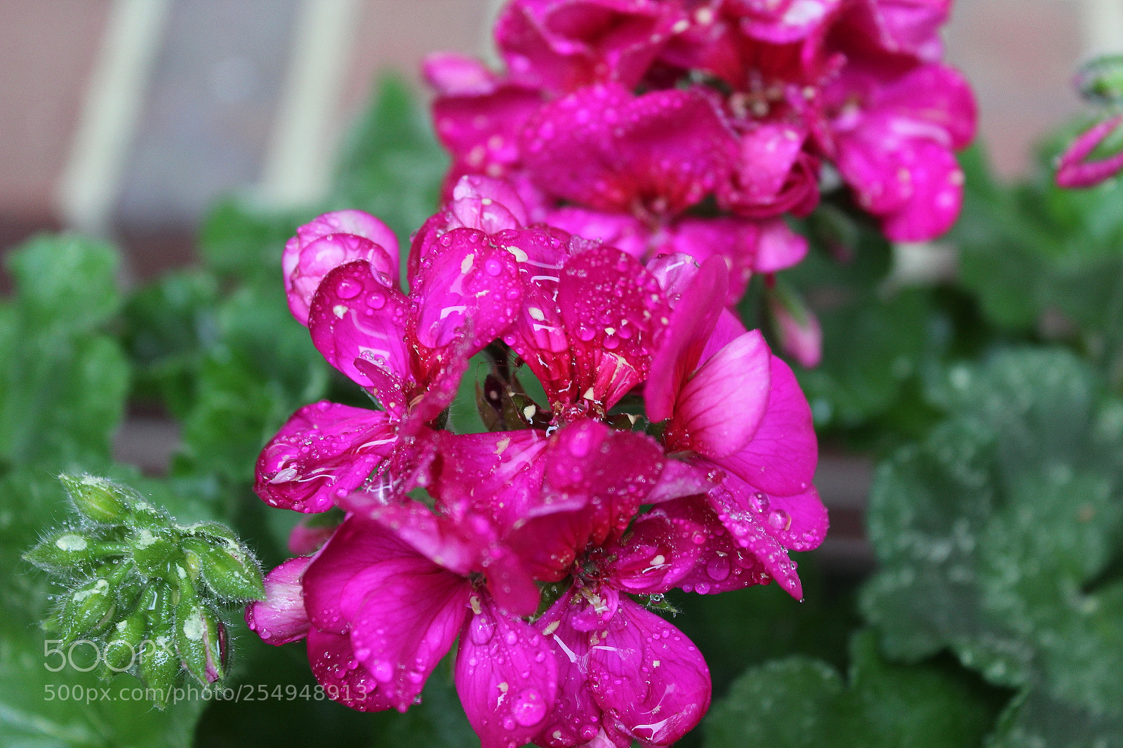 Canon EOS 1200D (EOS Rebel T5 / EOS Kiss X70 / EOS Hi) sample photo. Morning dew photography