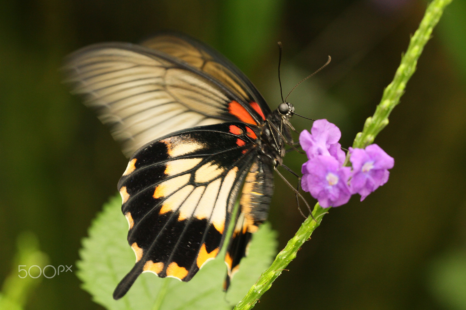 Canon EF 100mm F2.8L Macro IS USM sample photo. Quit moving!! photography