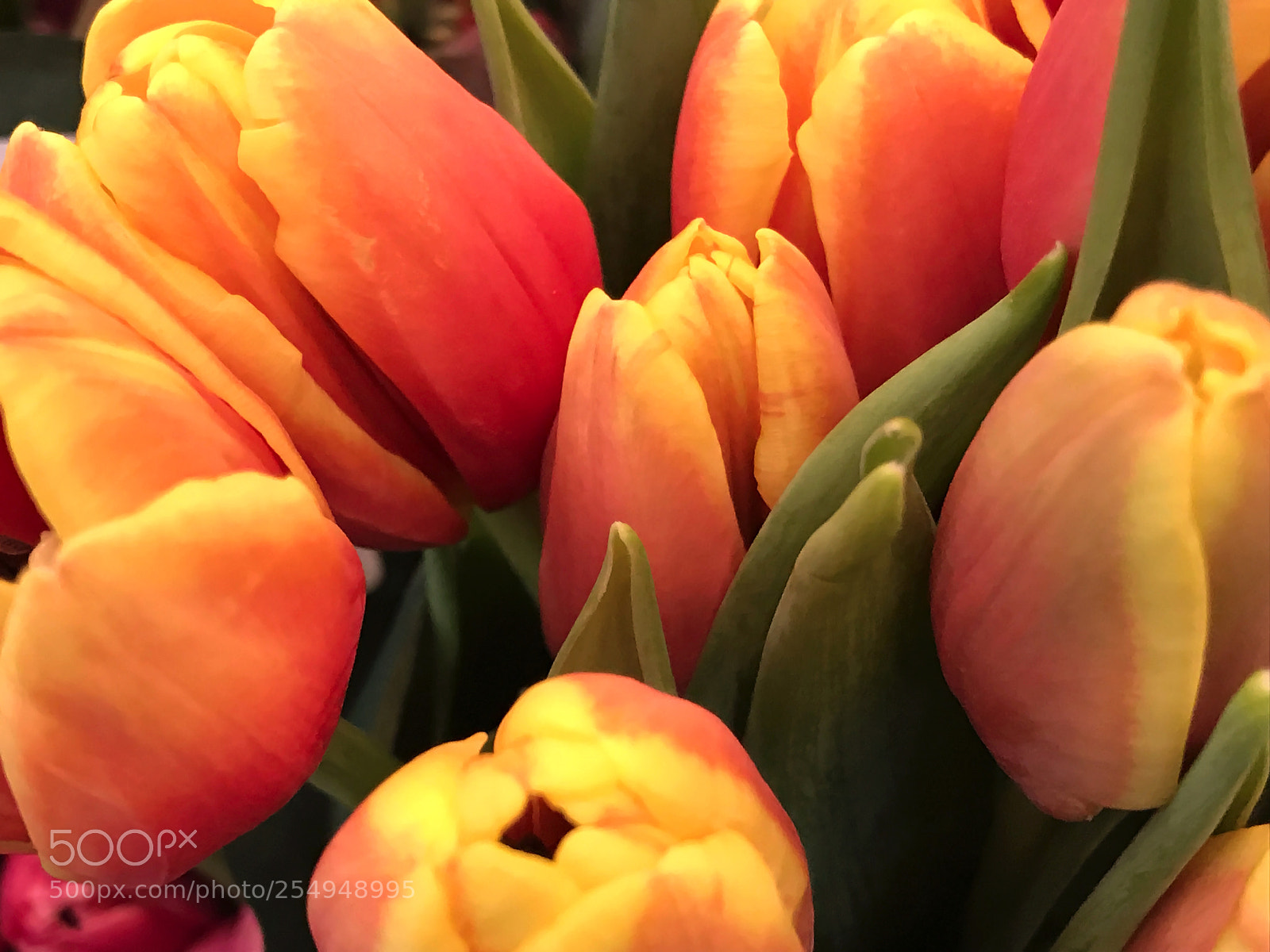 Apple iPhone 7 sample photo. Tulips photography
