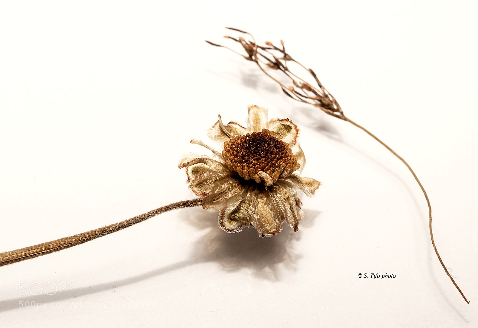 Canon EOS 80D sample photo. Old flower .. photography