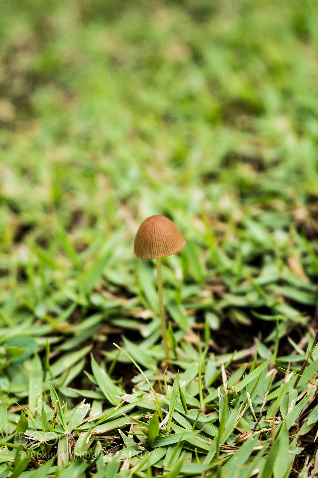 Canon EOS 700D (EOS Rebel T5i / EOS Kiss X7i) sample photo. Cogumelo photography