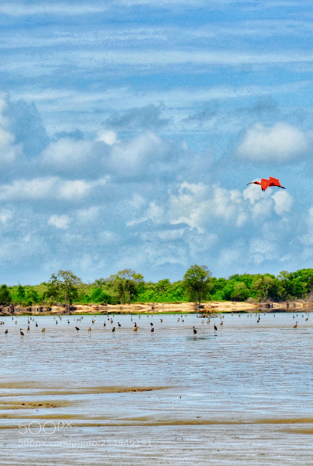 Nikon D7000 sample photo. Birds galore photography