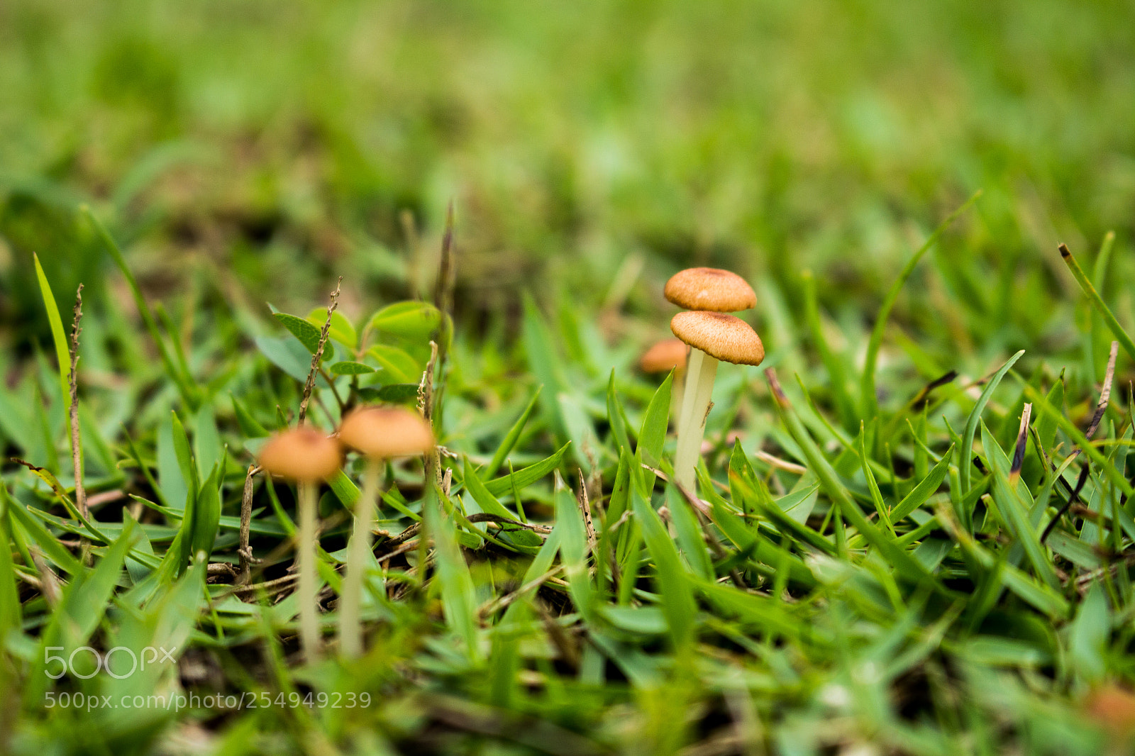Canon EOS 700D (EOS Rebel T5i / EOS Kiss X7i) sample photo. Cogumelos photography