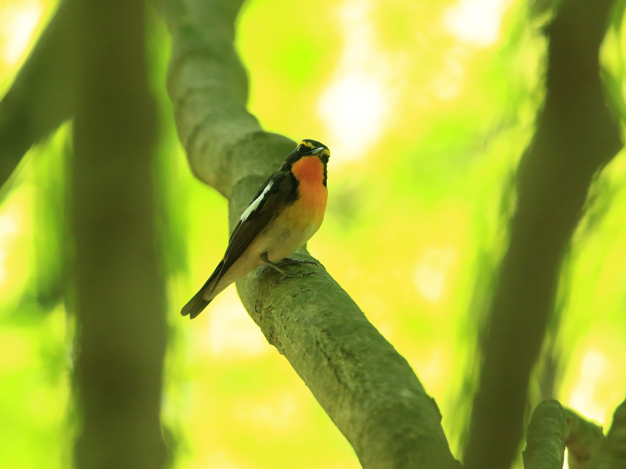 Canon EOS 7D Mark II + Canon EF 400mm F2.8L IS USM sample photo. キビタキ narcissus flycatcher photography