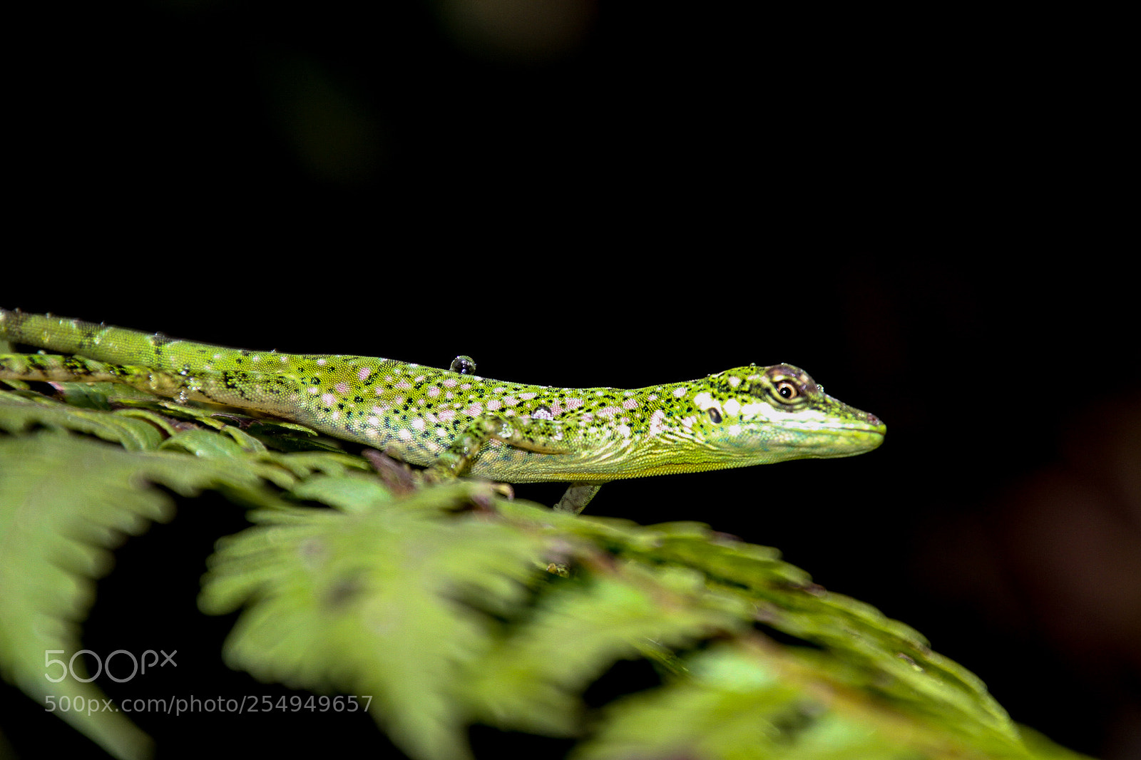 Canon EOS 7D sample photo. Green camouflage photography