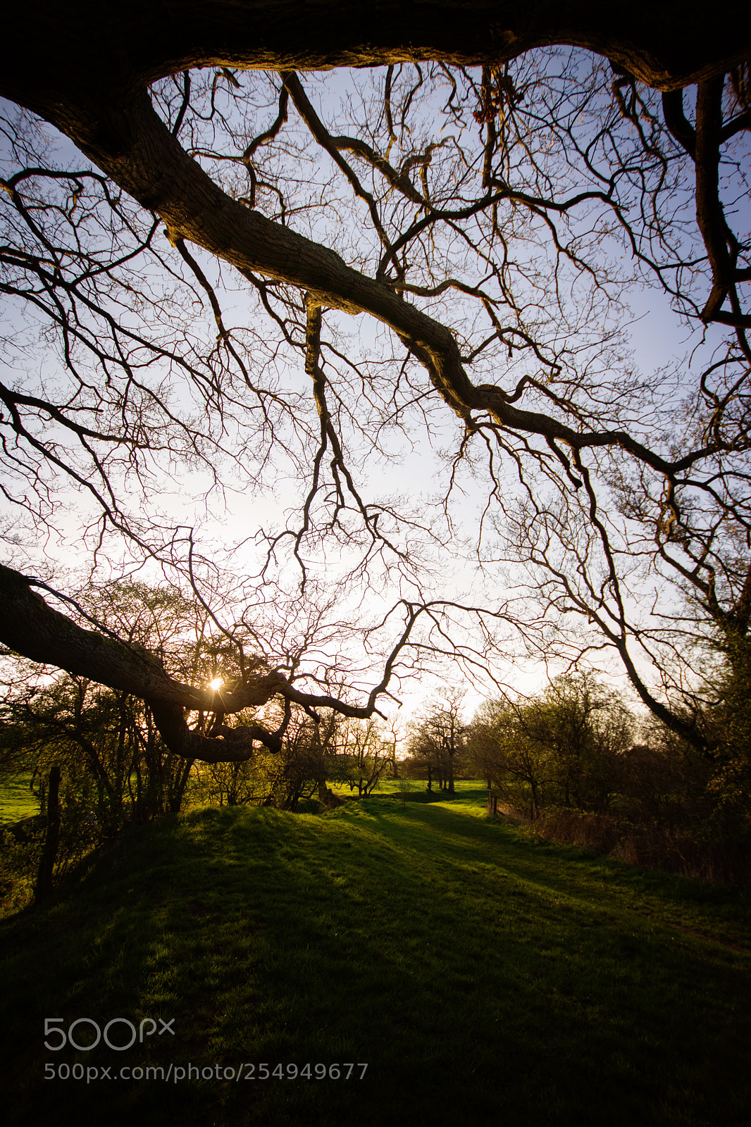 Nikon D7100 sample photo. Under the old tree photography