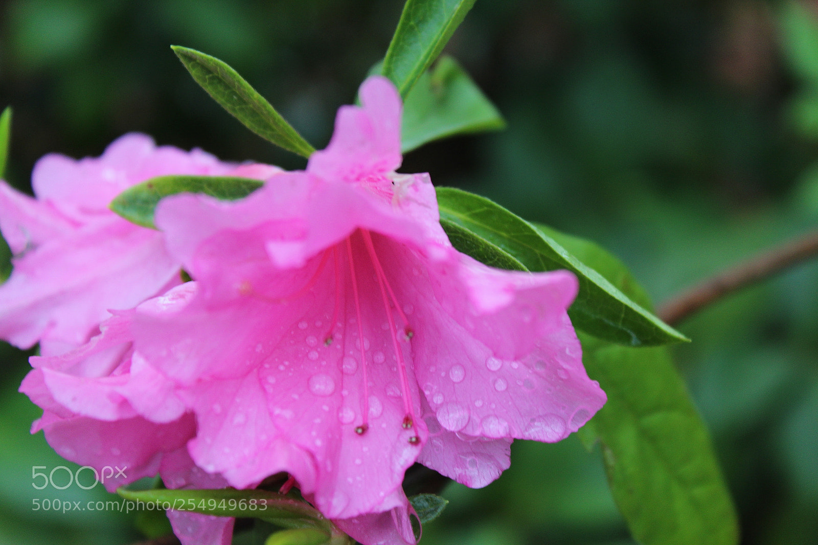Canon EOS 1200D (EOS Rebel T5 / EOS Kiss X70 / EOS Hi) sample photo. Pink dew photography