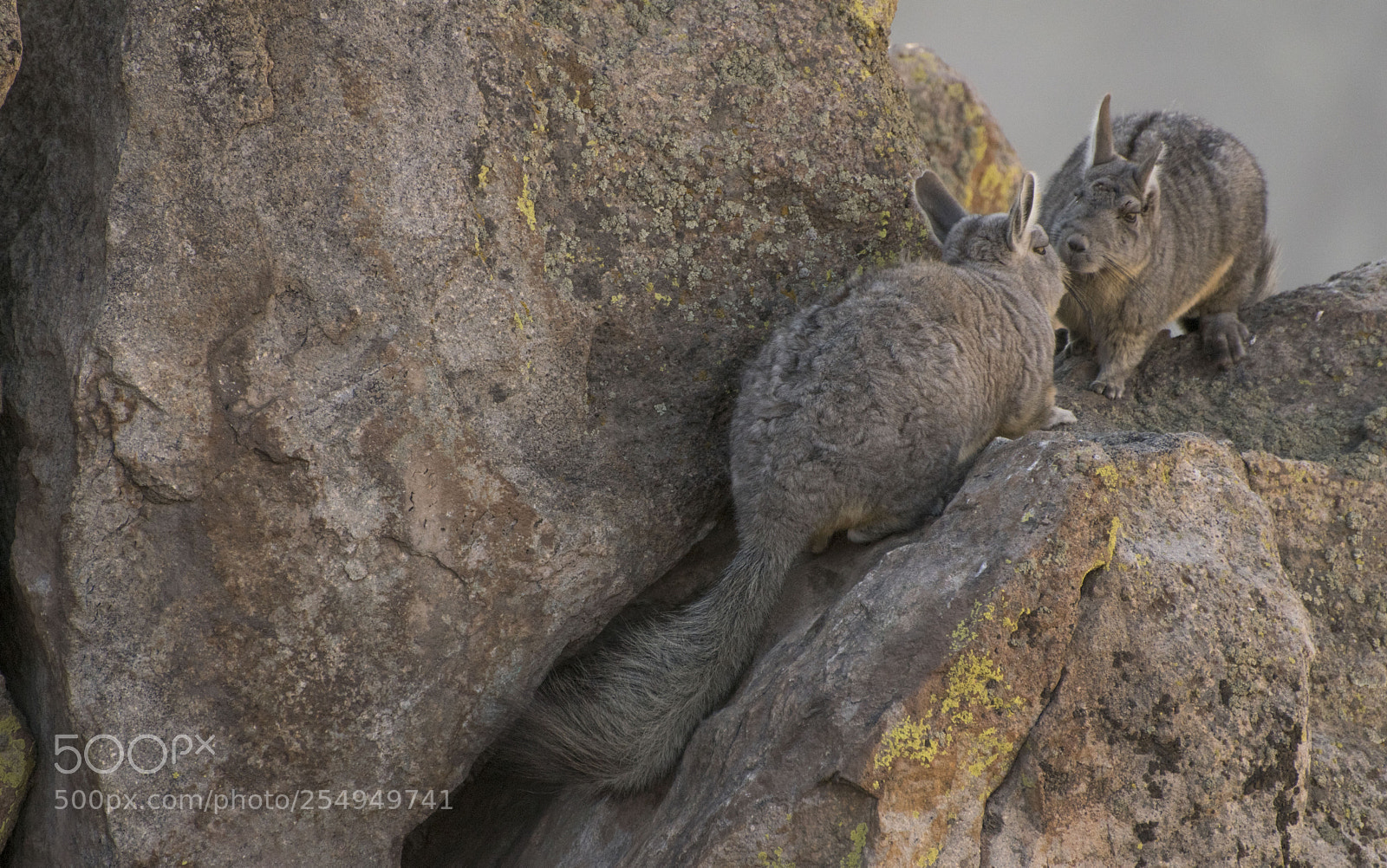 Nikon D3300 sample photo. Vizcachitas in love photography