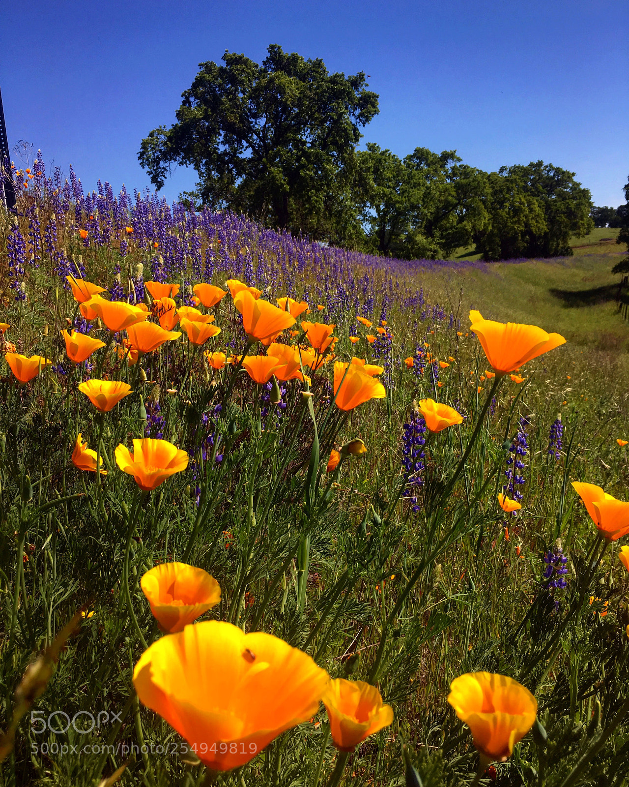 Apple iPhone 6s sample photo. Poppies and lupine photography