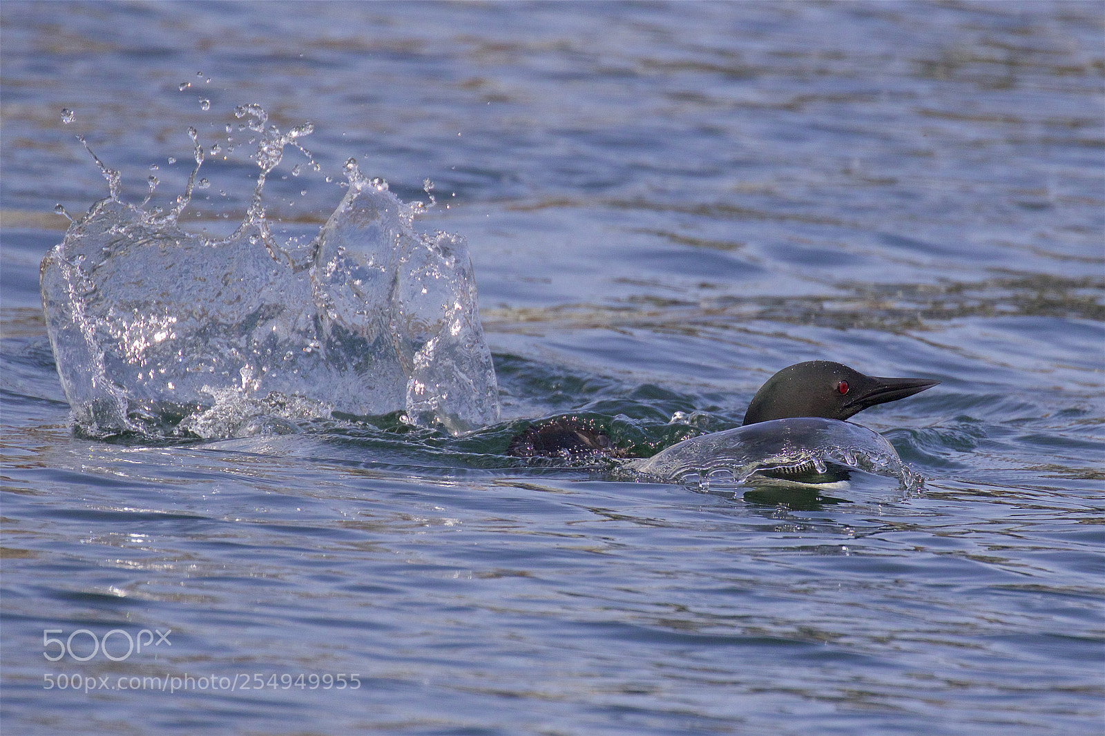 Canon EOS 7D Mark II sample photo. A startled loon photography