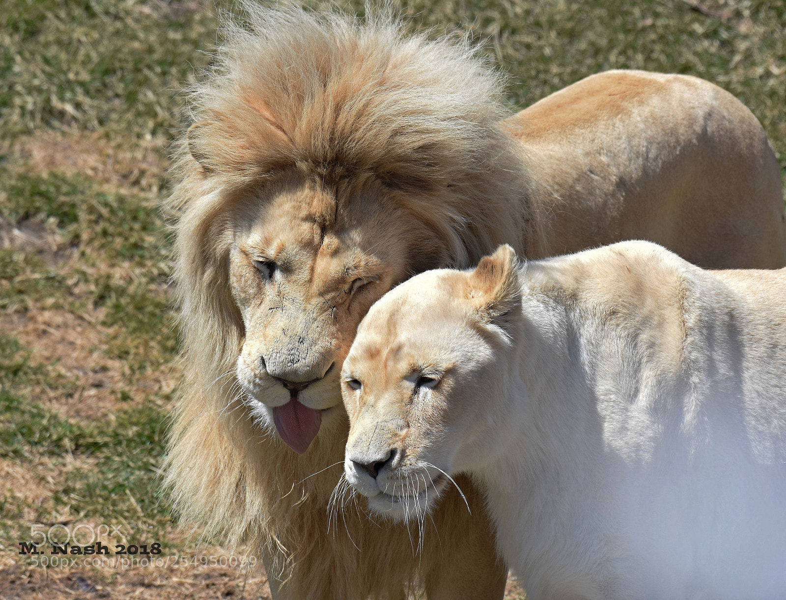 Nikon D7200 sample photo. Lion love photography
