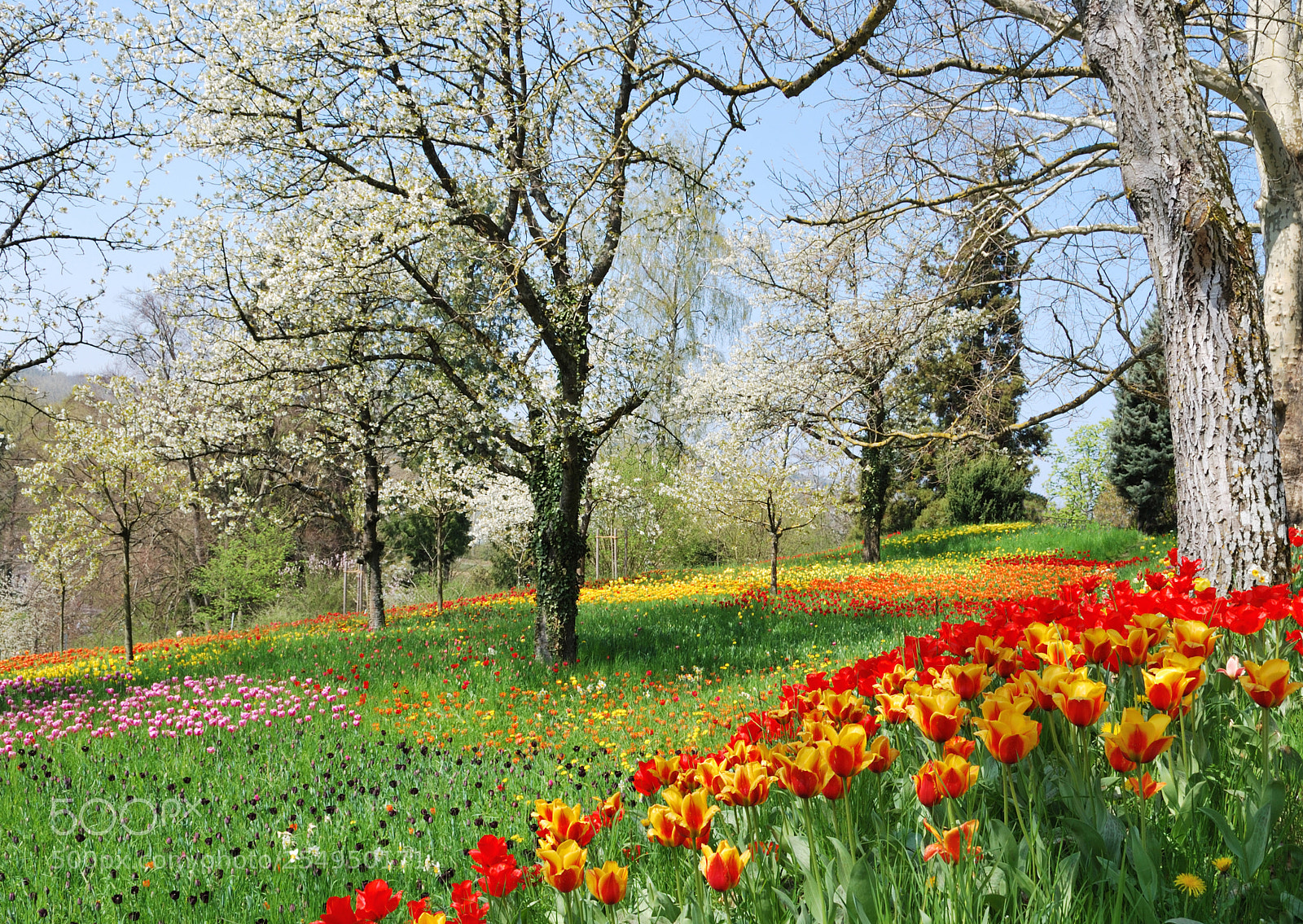 Nikon D60 sample photo. Picture of the day photography