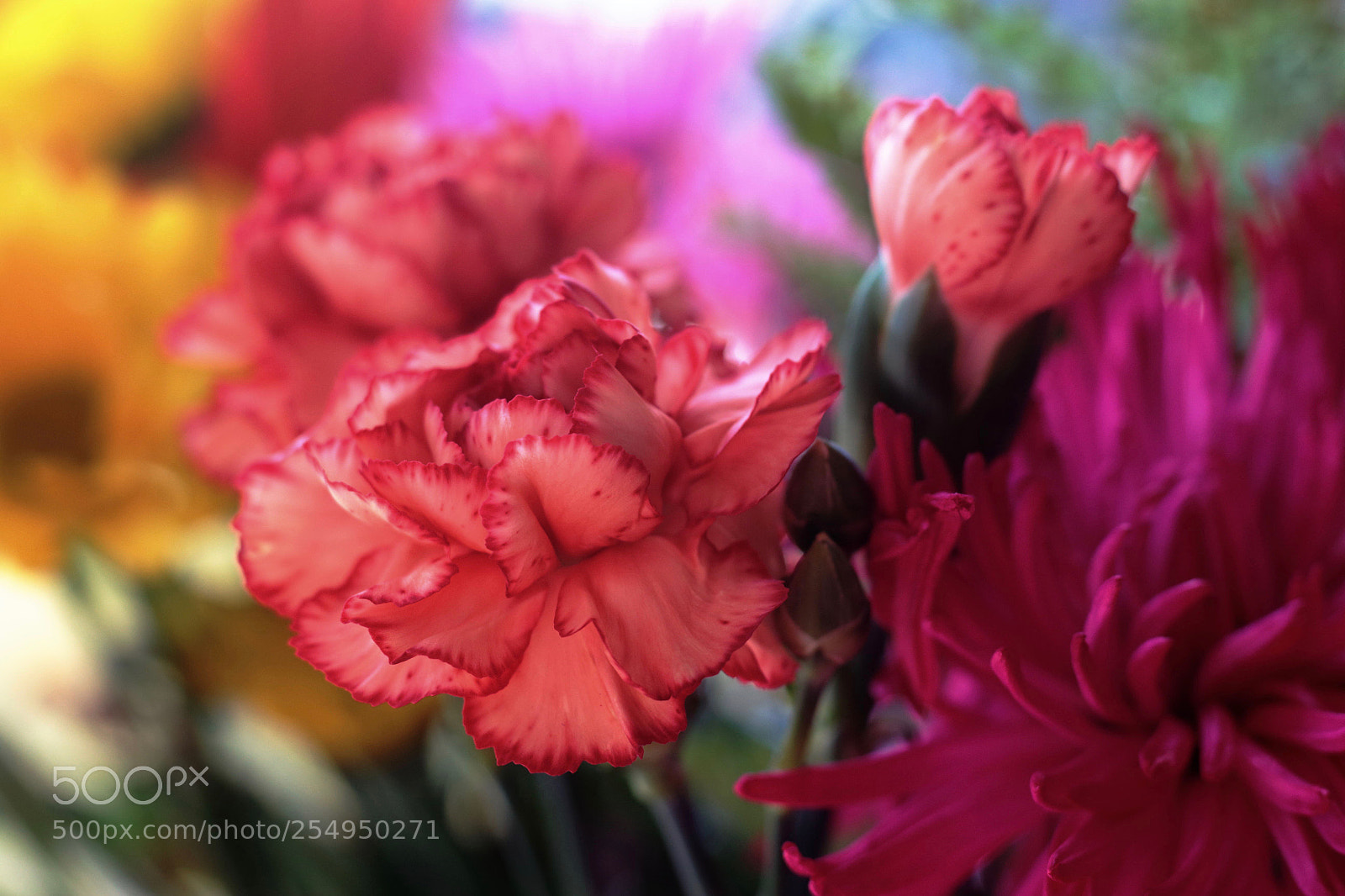 Canon EOS 700D (EOS Rebel T5i / EOS Kiss X7i) sample photo. Untitled photography