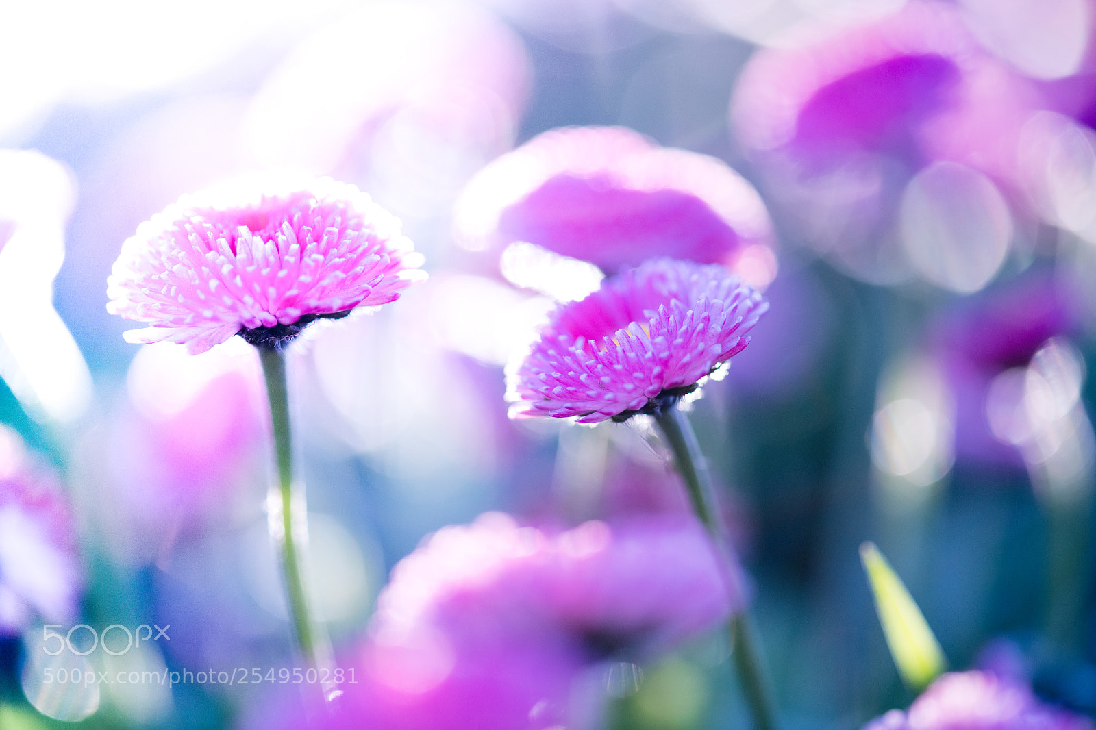 Nikon D850 sample photo. Pink flowers photography
