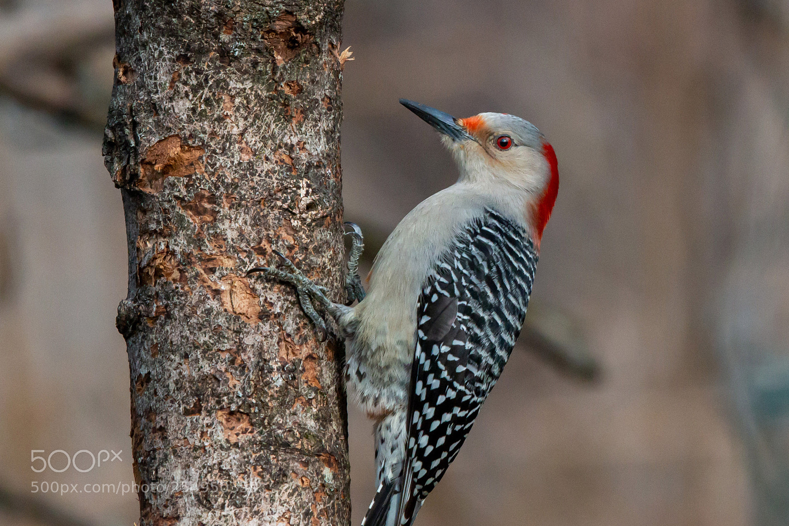 Canon EOS 70D sample photo. Red-bellied woodpecker photography