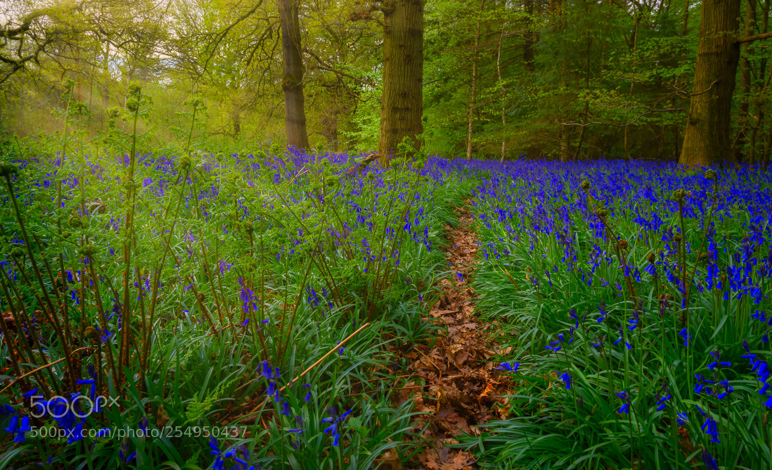 Nikon D810 sample photo. Banstead woods bluebells evening photography