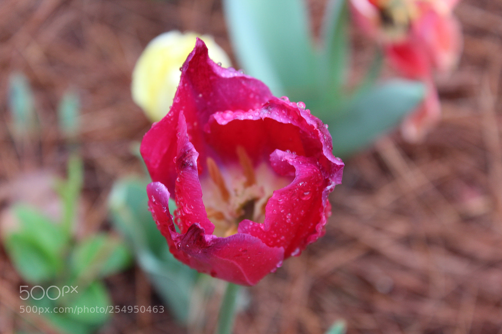 Canon EOS 1200D (EOS Rebel T5 / EOS Kiss X70 / EOS Hi) sample photo. Tulip photography