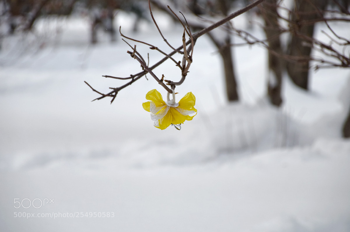 Nikon D7000 sample photo. Цветочек photography