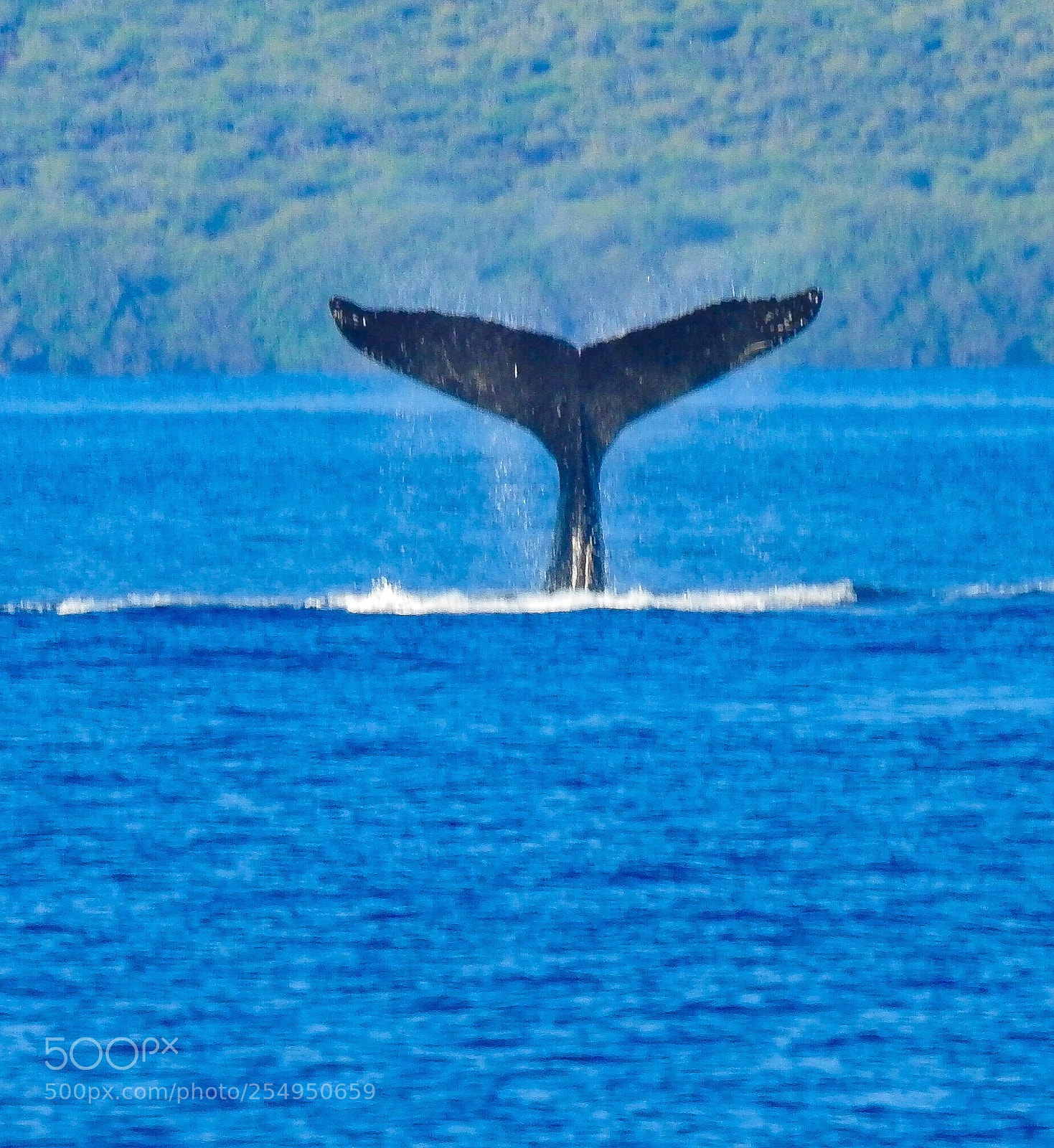 Nikon Coolpix P900 sample photo. Whales tails flapping

 photography