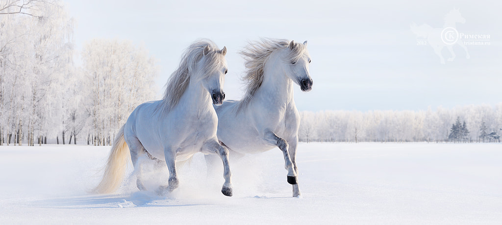 Two galloping white Welsh ponies by Kseniya Rimskaya on 500px.com