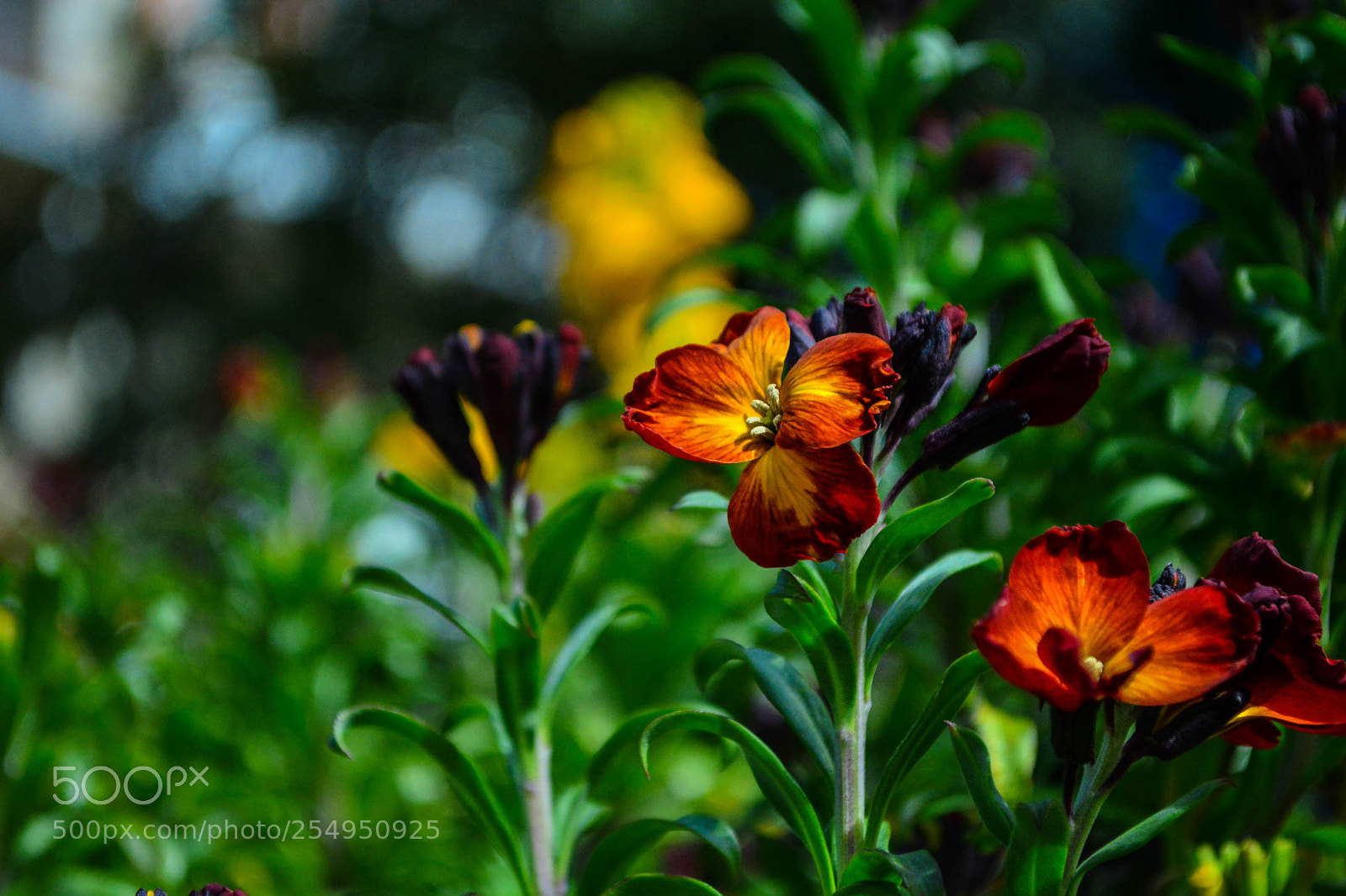 Nikon D5200 sample photo. Untitled photography