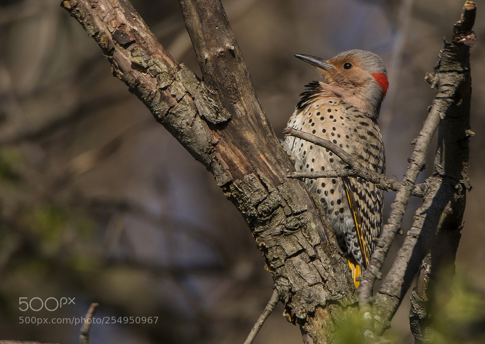 Canon EOS 80D sample photo. Northern flicker sitting still photography