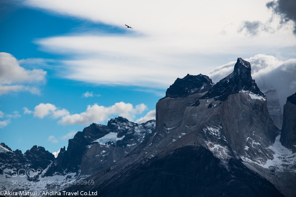 Nikon D810 sample photo. A condor flying photography