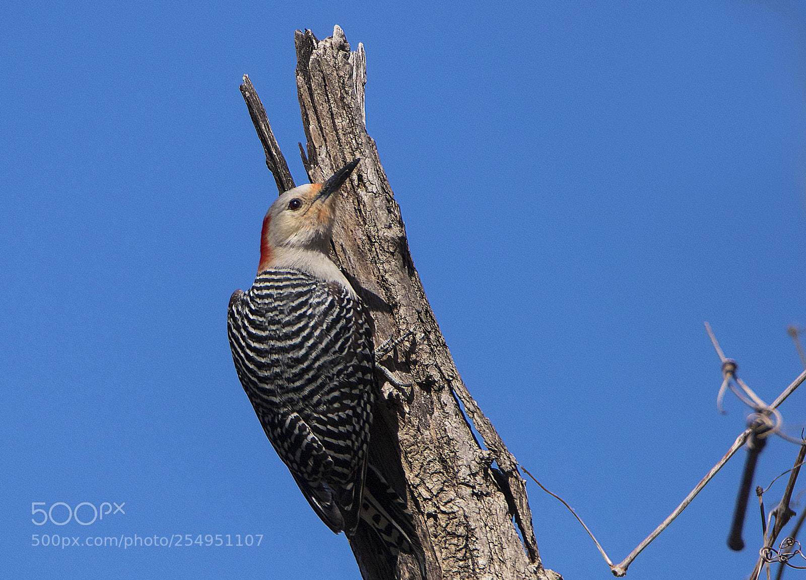 Canon EOS 80D sample photo. Red bellied woodpecker at photography