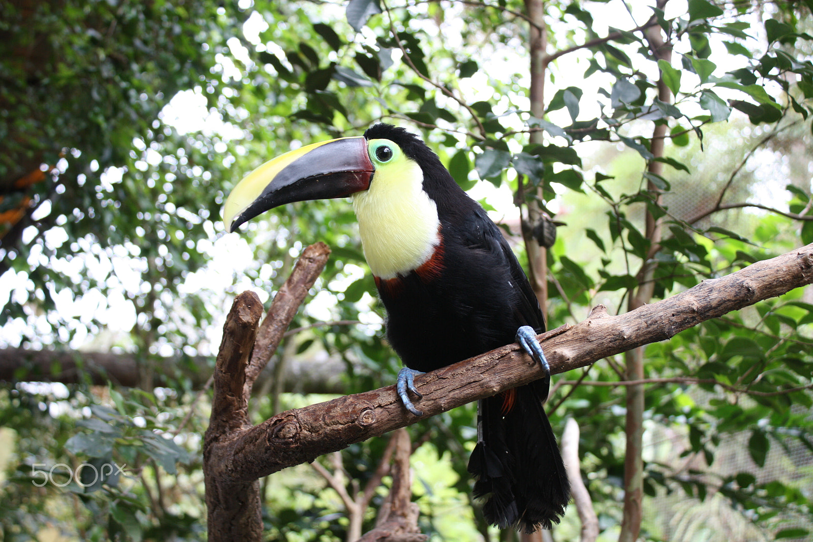 Canon EOS 450D (EOS Rebel XSi / EOS Kiss X2) sample photo. Toucan photography